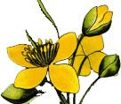 Radix100%PlantCancerTherapy logo